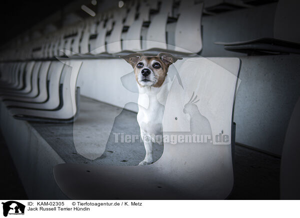 Jack Russell Terrier Hndin / KAM-02305