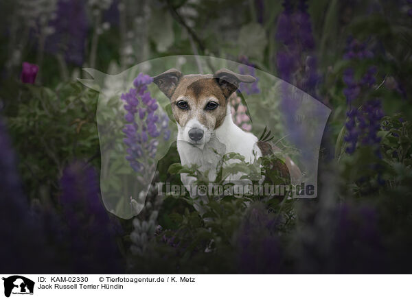 Jack Russell Terrier Hndin / female Jack Russell Terrier / KAM-02330