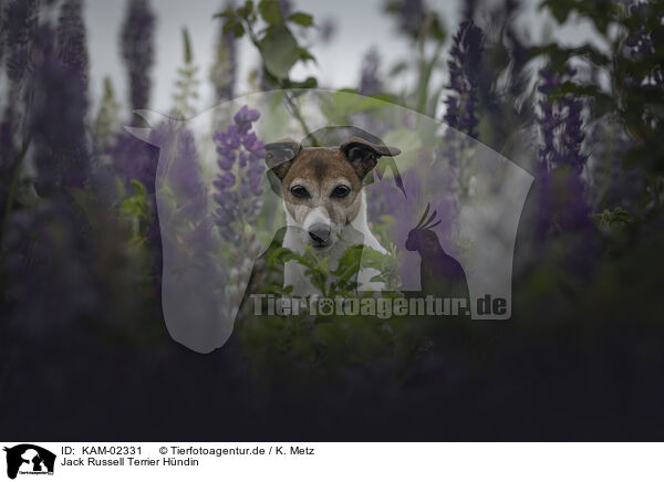 Jack Russell Terrier Hndin / female Jack Russell Terrier / KAM-02331