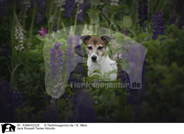 Jack Russell Terrier Hndin / KAM-02332