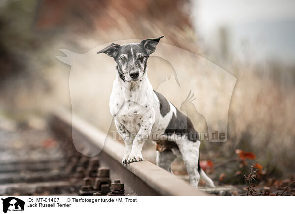 Jack Russell Terrier / Jack Russell Terrier / MT-01407