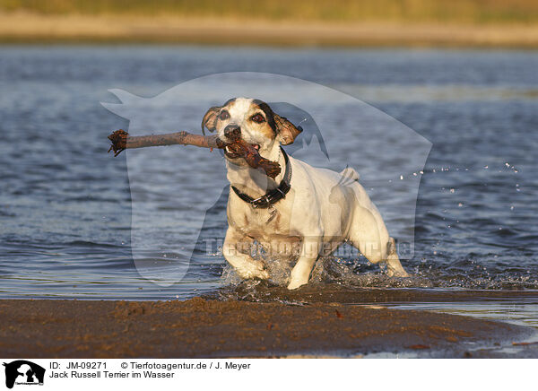 Jack Russell Terrier im Wasser / JM-09271
