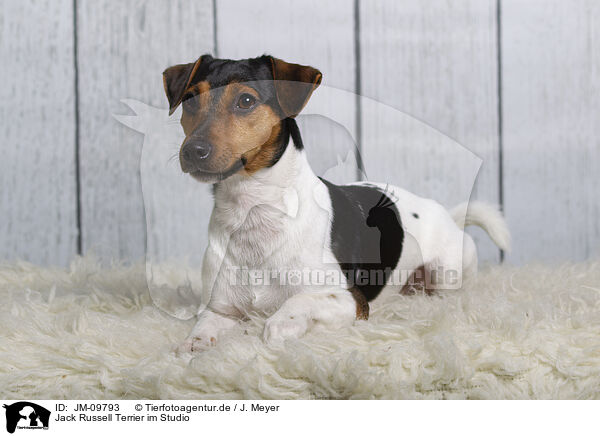 Jack Russell Terrier im Studio / JM-09793