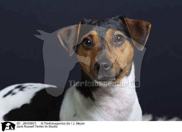 Jack Russell Terrier im Studio / JM-09801