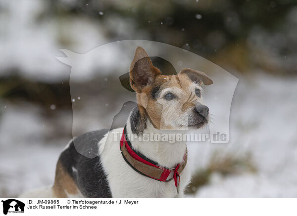 Jack Russell Terrier im Schnee / Jack Russell Terrier in the snow / JM-09865