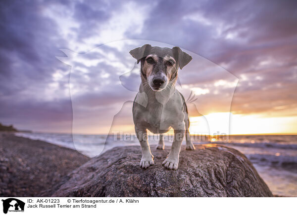 Jack Russell Terrier am Strand / Jack Russell Terrier at the beach / AK-01223