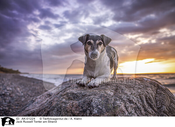 Jack Russell Terrier am Strand / Jack Russell Terrier at the beach / AK-01224