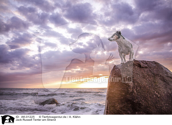 Jack Russell Terrier am Strand / Jack Russell Terrier at the beach / AK-01225