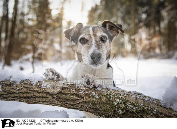 Jack Russell Terrier im Winter / Jack Russell Terrier in winter / AK-01226