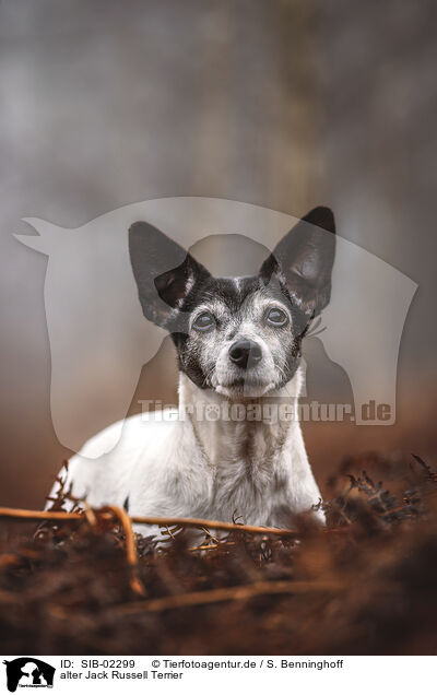alter Jack Russell Terrier / SIB-02299