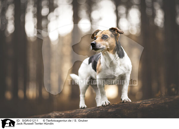 Jack Russell Terrier Hndin / SGR-01211