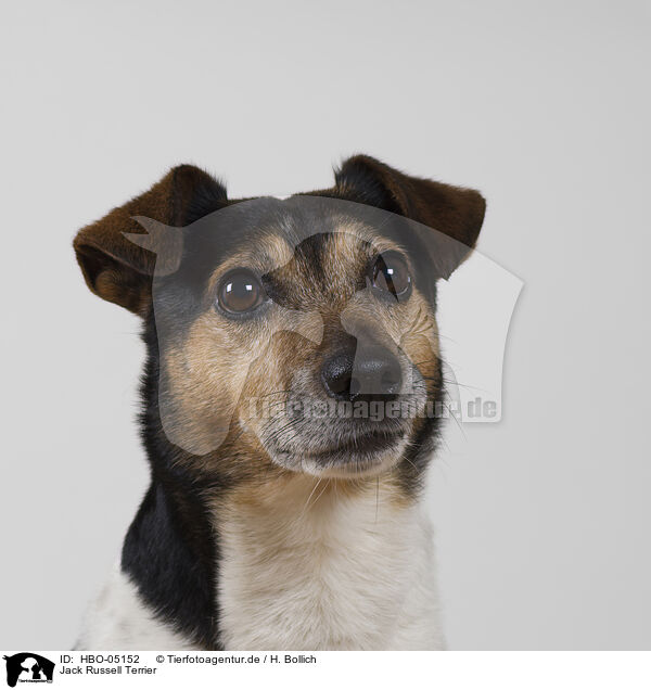 Jack Russell Terrier / Jack Russell Terrier / HBO-05152