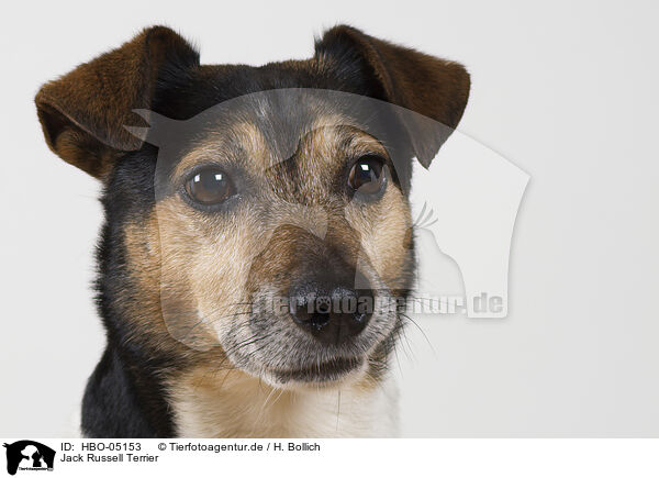 Jack Russell Terrier / Jack Russell Terrier / HBO-05153