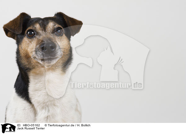 Jack Russell Terrier / HBO-05162