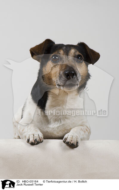 Jack Russell Terrier / HBO-05164