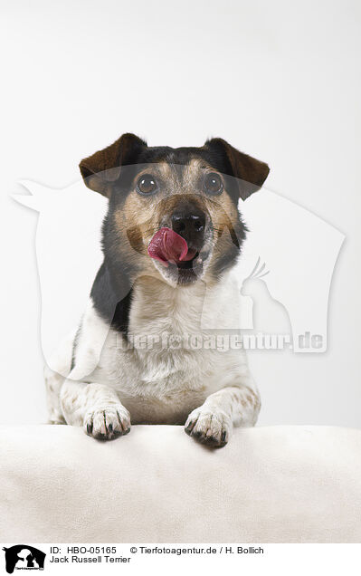 Jack Russell Terrier / HBO-05165