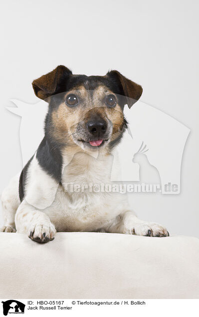 Jack Russell Terrier / HBO-05167