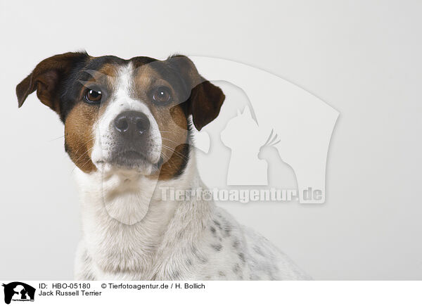 Jack Russell Terrier / HBO-05180