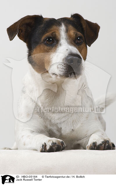 Jack Russell Terrier / HBO-05184