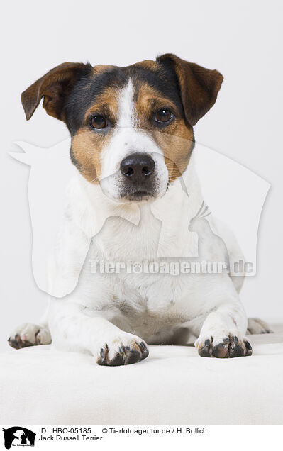 Jack Russell Terrier / HBO-05185