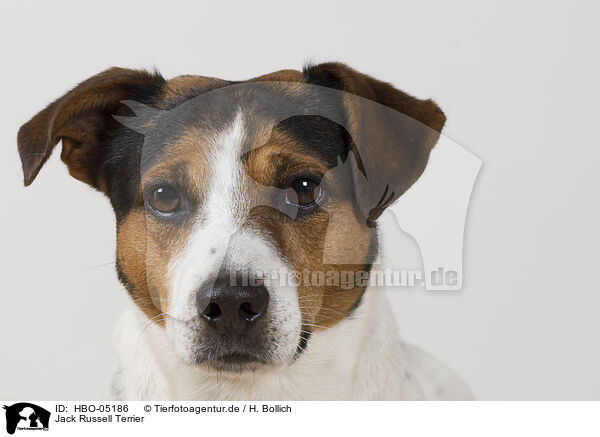 Jack Russell Terrier / HBO-05186