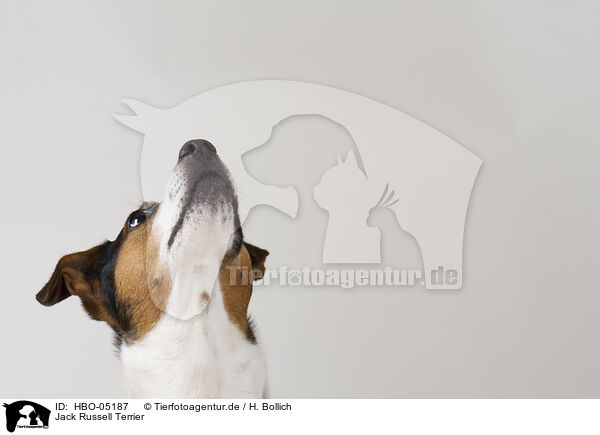 Jack Russell Terrier / HBO-05187