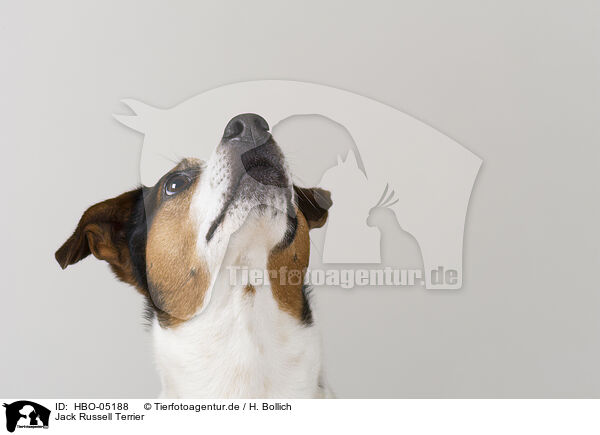 Jack Russell Terrier / HBO-05188