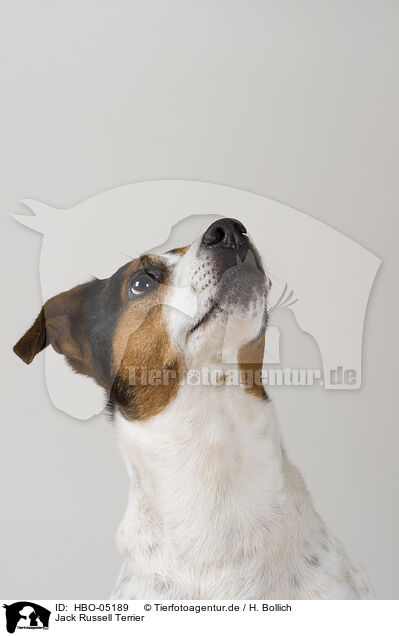 Jack Russell Terrier / HBO-05189