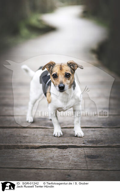 Jack Russell Terrier Hndin / SGR-01242