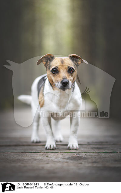 Jack Russell Terrier Hndin / SGR-01243