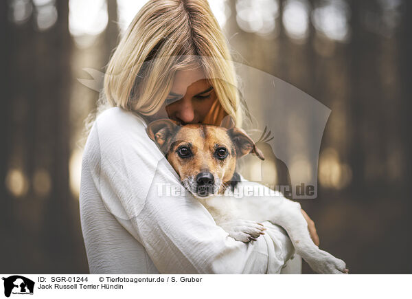 Jack Russell Terrier Hndin / SGR-01244