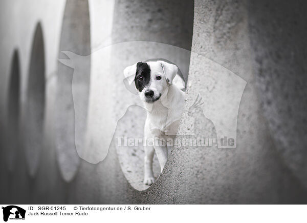 Jack Russell Terrier Rde / SGR-01245