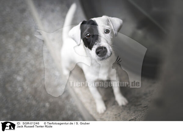 Jack Russell Terrier Rde / SGR-01246