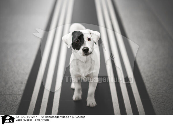 Jack Russell Terrier Rde / SGR-01247