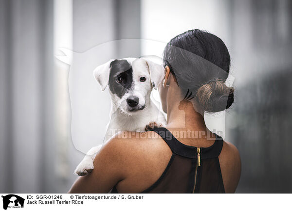 Jack Russell Terrier Rde / SGR-01248