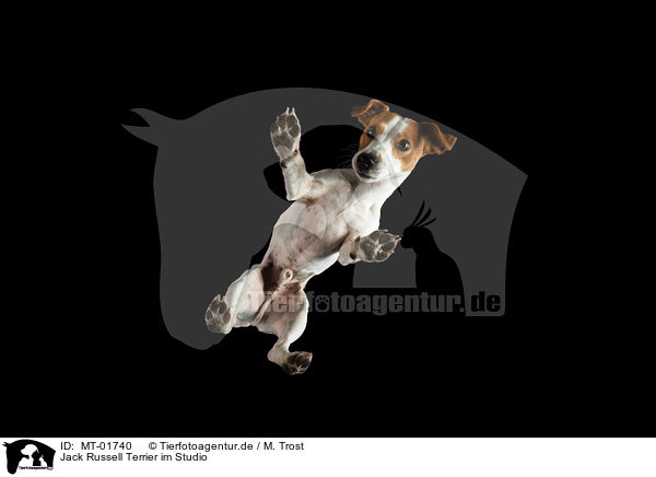 Jack Russell Terrier im Studio / MT-01740