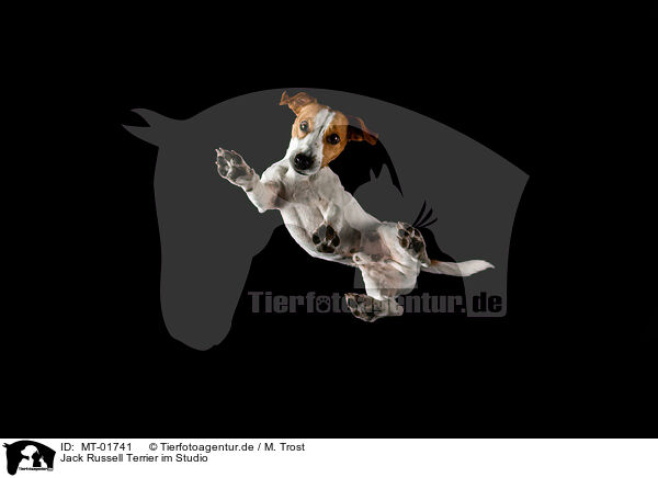 Jack Russell Terrier im Studio / MT-01741