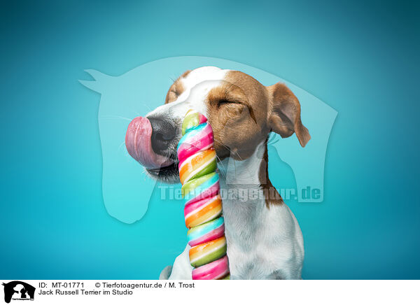 Jack Russell Terrier im Studio / Jack Russell Terrier in Studio / MT-01771