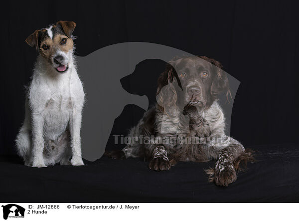 2 Hunde / JM-12866