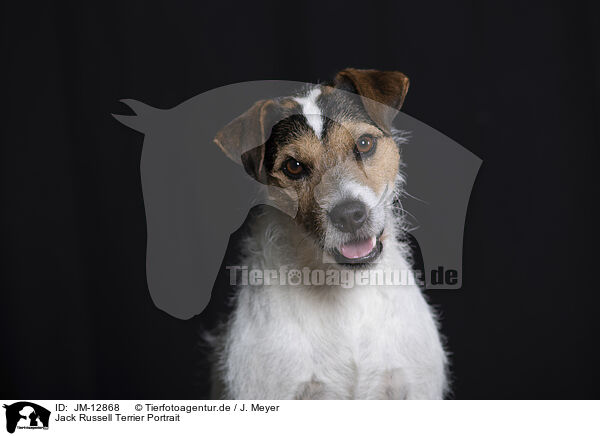 Jack Russell Terrier Portrait / JM-12868