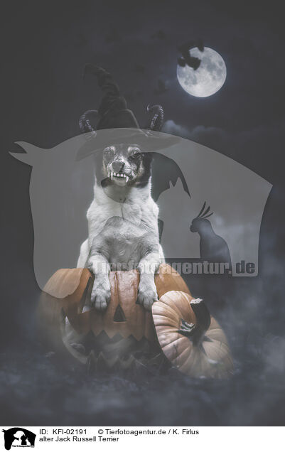 alter Jack Russell Terrier / old Jack Russell Terrier / KFI-02191