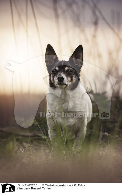 alter Jack Russell Terrier / old Jack Russell Terrier / KFI-02206
