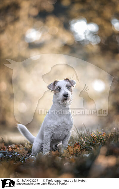 ausgewachsener Jack Russell Terrier / MAH-03207