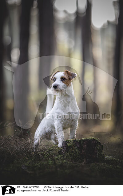 ausgewachsener Jack Russell Terrier / MAH-03208