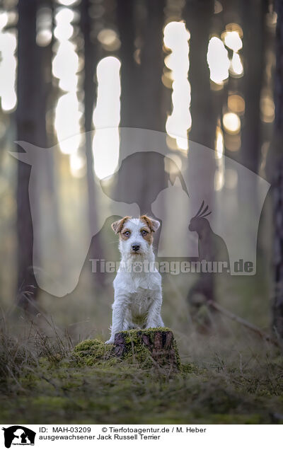 ausgewachsener Jack Russell Terrier / MAH-03209