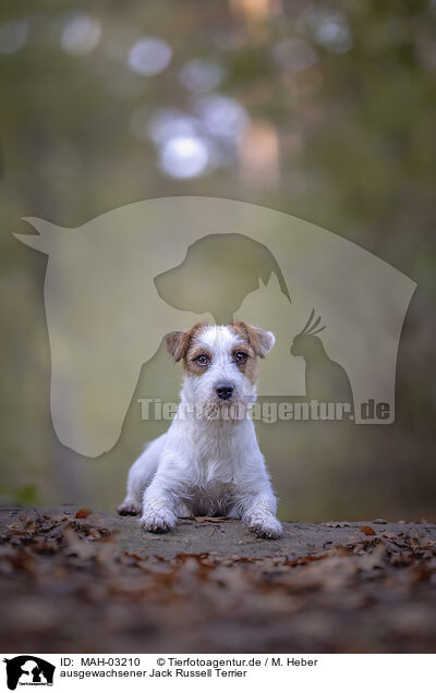 ausgewachsener Jack Russell Terrier / MAH-03210