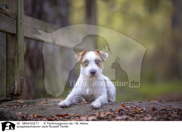 ausgewachsener Jack Russell Terrier / adult Jack Russell Terrier / MAH-03211