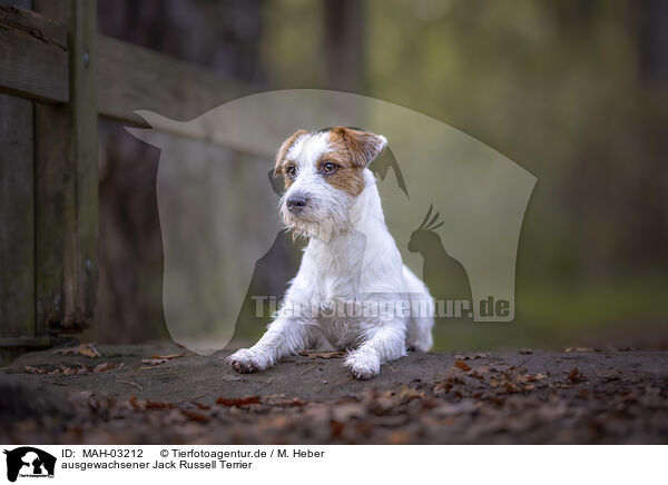 ausgewachsener Jack Russell Terrier / adult Jack Russell Terrier / MAH-03212