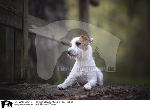 ausgewachsener Jack Russell Terrier / MAH-03213