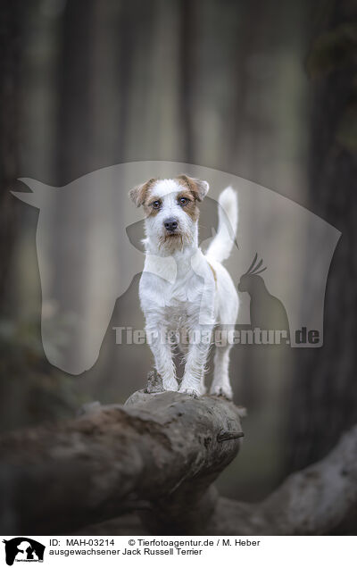 ausgewachsener Jack Russell Terrier / MAH-03214
